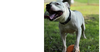 Spike - Photo 1