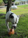 Spike - Photo 2