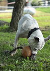Spike - Photo 3