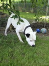 Spike - Photo 4
