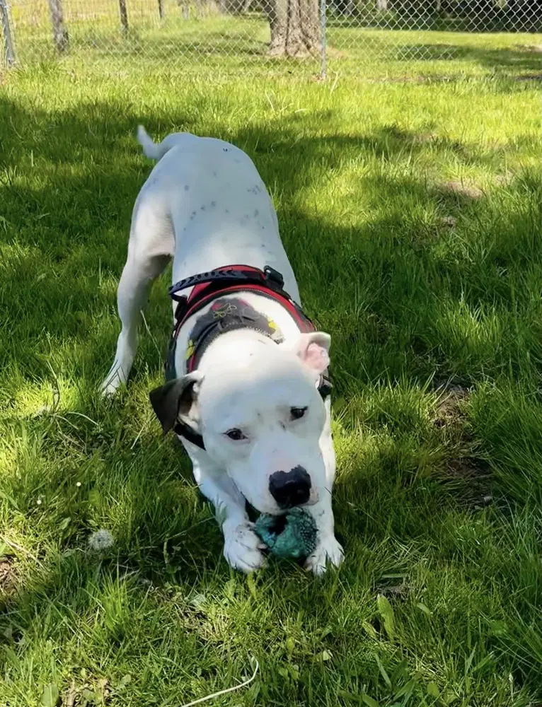 Spike - Pit Bull Terrier
