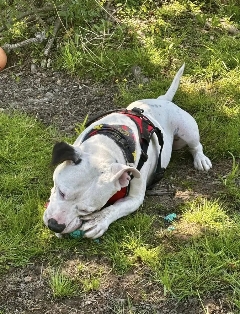 Spike image 2