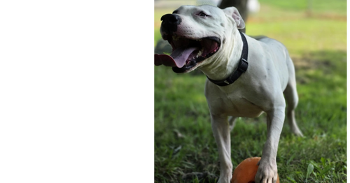 Photo 3 of Spike