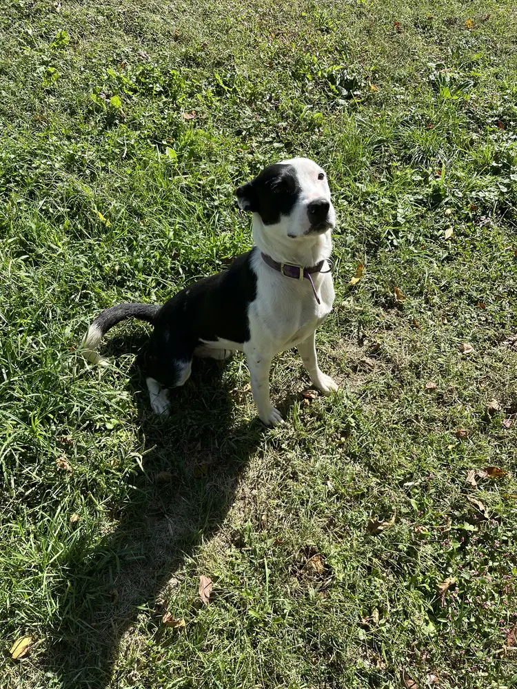 Diesel - Pit Bull Terrier