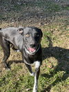 Archie - Photo 1