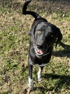 Archie - Photo 2