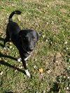 Archie - Photo 3