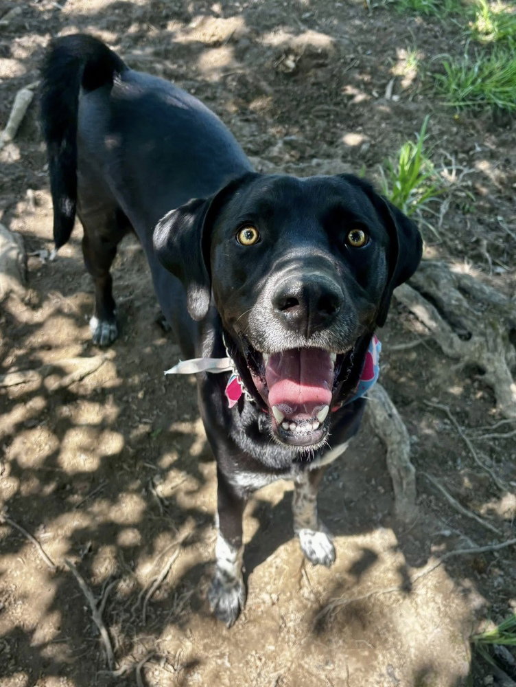 Archie