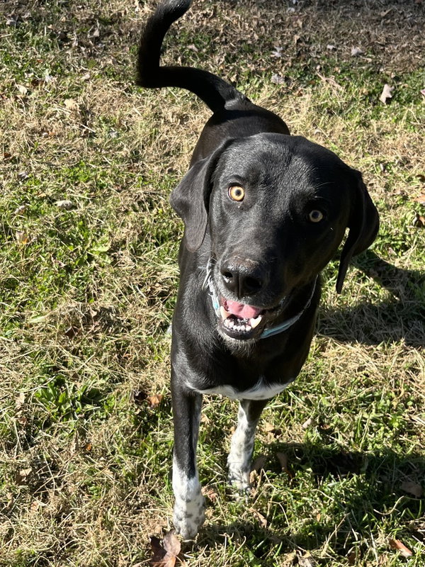 Archie