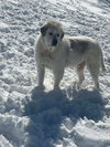 Baron (Washy) - Photo 1