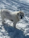 Baron (Washy) - Photo 3
