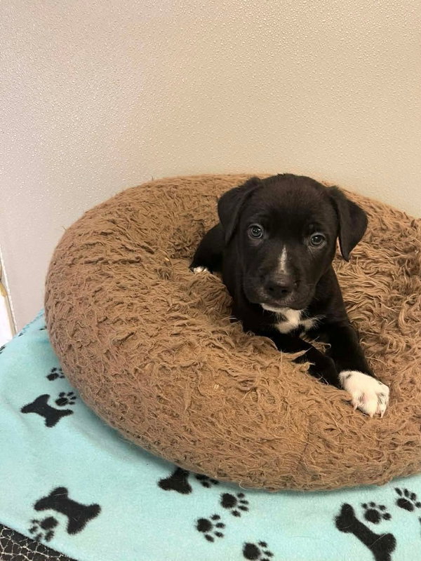 Thanksgiving Puppies : Mashed Potatoes