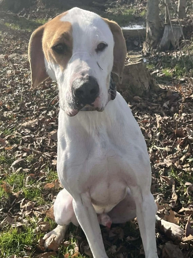 Hound Dawgs  Clark