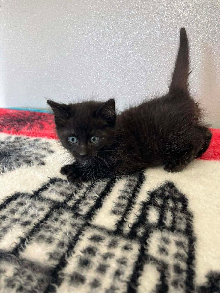 Licorice