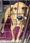 Skippy - Photo 1