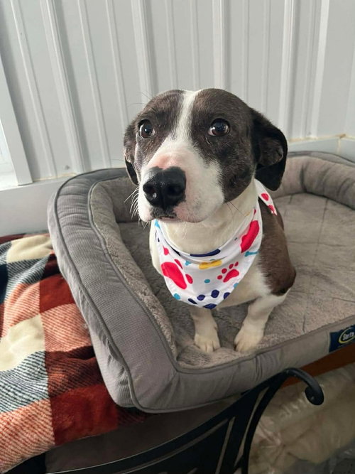 picture of the dog needing adoption