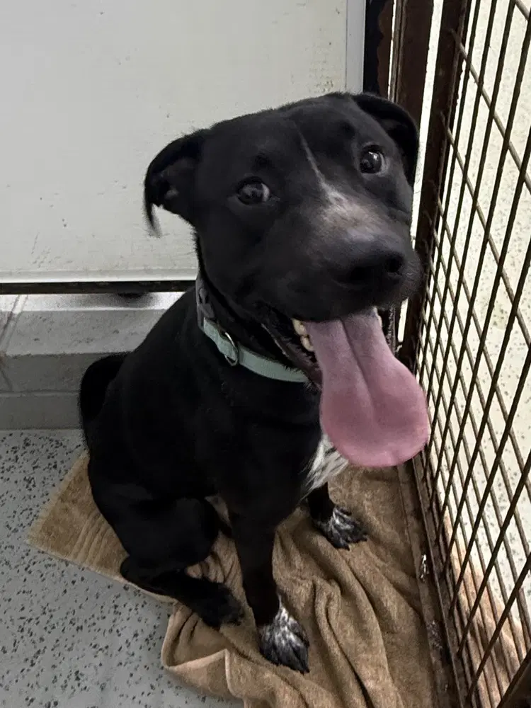 Scooter - Pit Bull Terrier