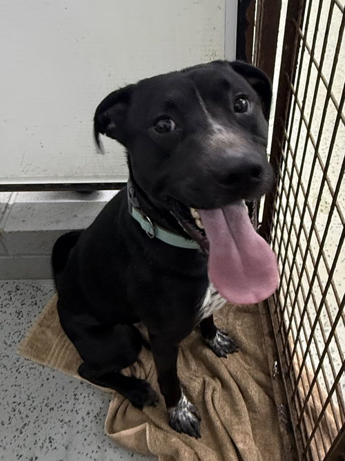 Scooter, a dog for adoption from Ripley County Humane Society