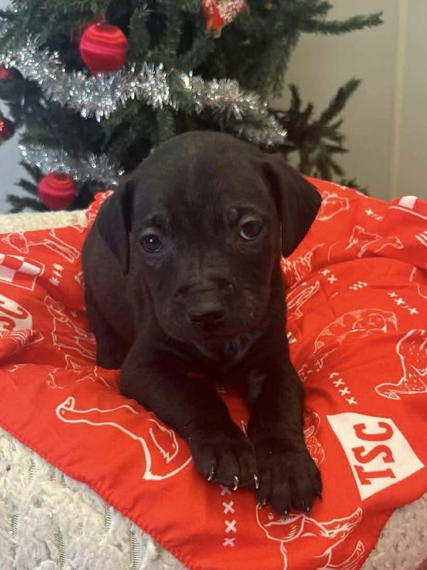 Coffee Puppies : Cold Brew