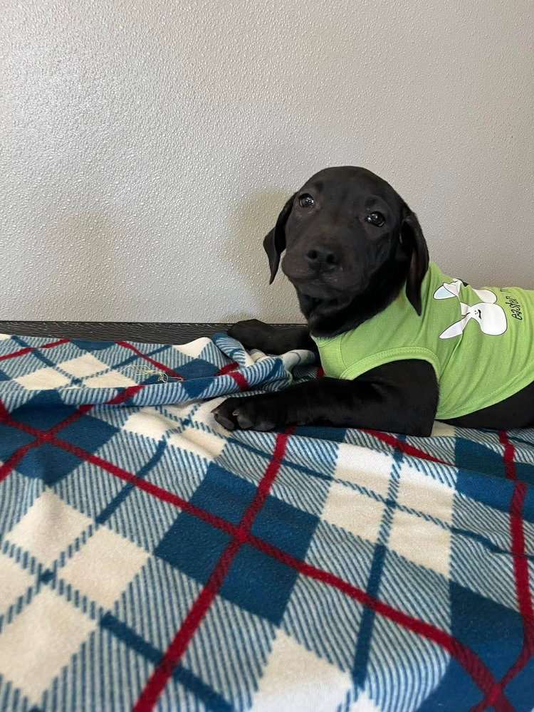 Coffee Puppies : Cold Brew Image