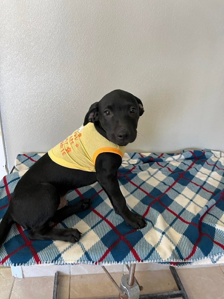 Coffee Puppies : Espresso Image