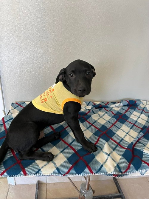 Coffee Puppies : Espresso, an adoptable Beagle in Osgood, IN