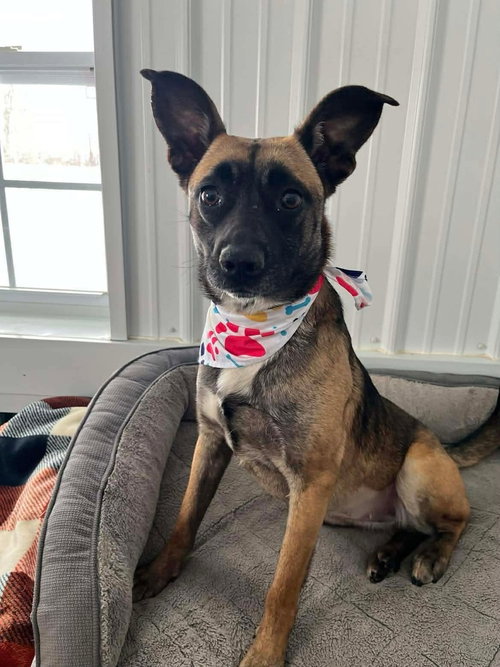 picture of the dog needing adoption