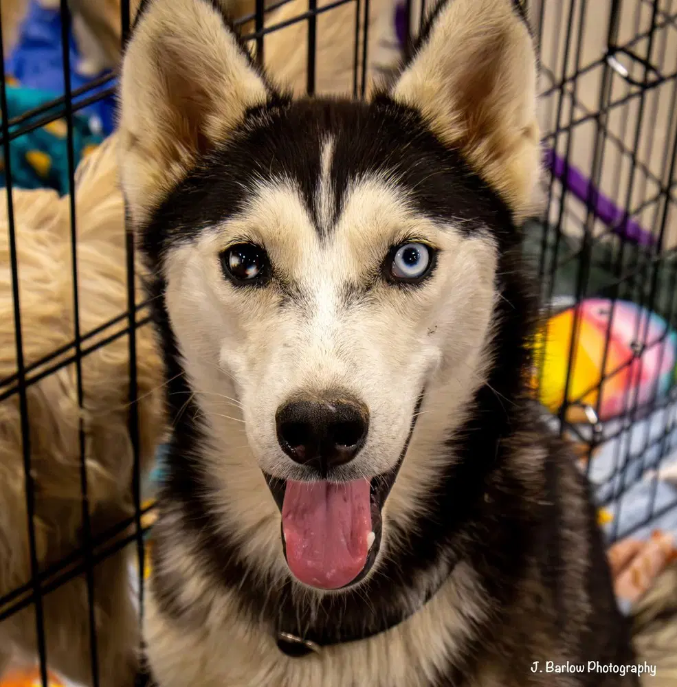 Steely - Husky