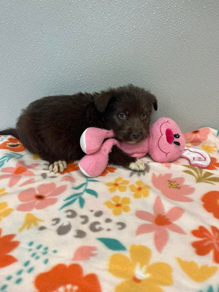 Easter Puppies : Chocolate