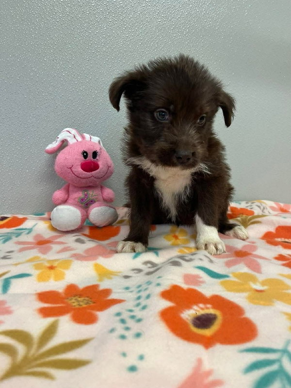 Easter Puppies : Chocolate