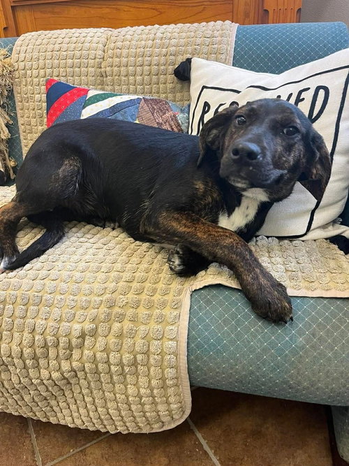 Quinn, an adoptable Hound in Osgood, IN