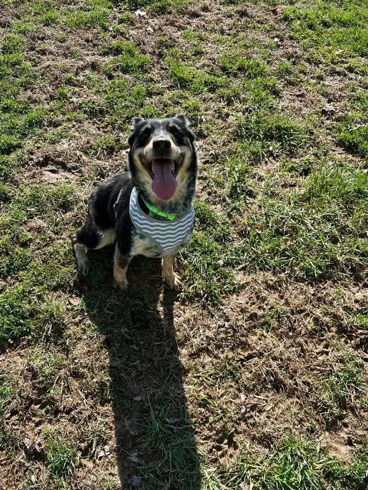 Nevah - Australian Shepherd