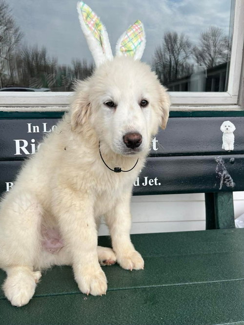 SPRING FLOWERS : BUTTERCUP - Great Pyrenees available for adoption