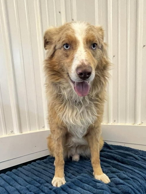 Jordan, an adoptable Australian Shepherd in Osgood, IN