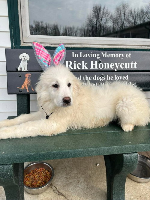 SPRING FLOWERS : TULIP - Great Pyrenees available for adoption