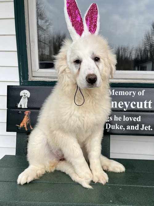 SPRING FLOWERS : SNOWDROP - Great Pyrenees available for adoption