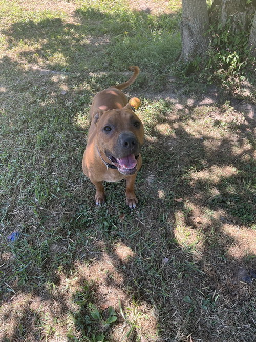General, an adoptable Pit Bull Terrier in Osgood, IN