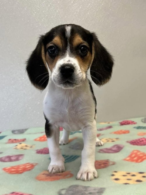 Mouse, an adoptable Beagle in Osgood, IN