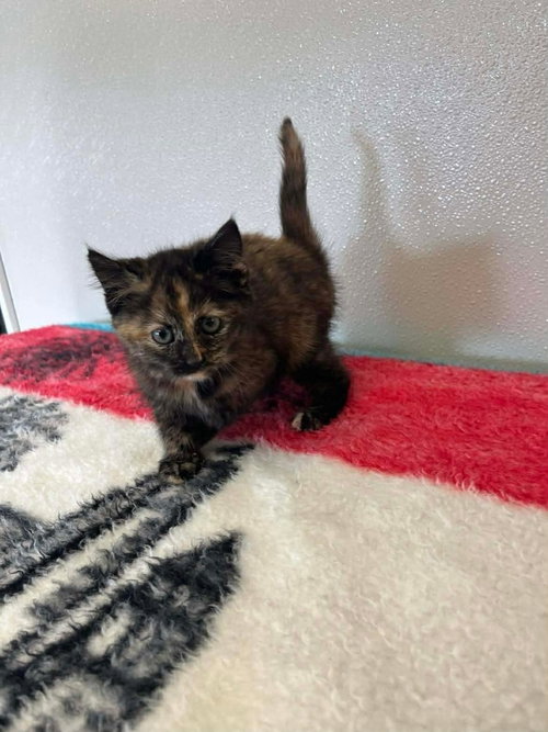 Reeses, an adoptable Domestic Short Hair in Osgood, IN