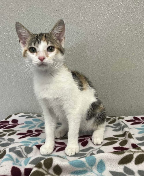 Delilah, an adoptable Domestic Short Hair in Osgood, IN