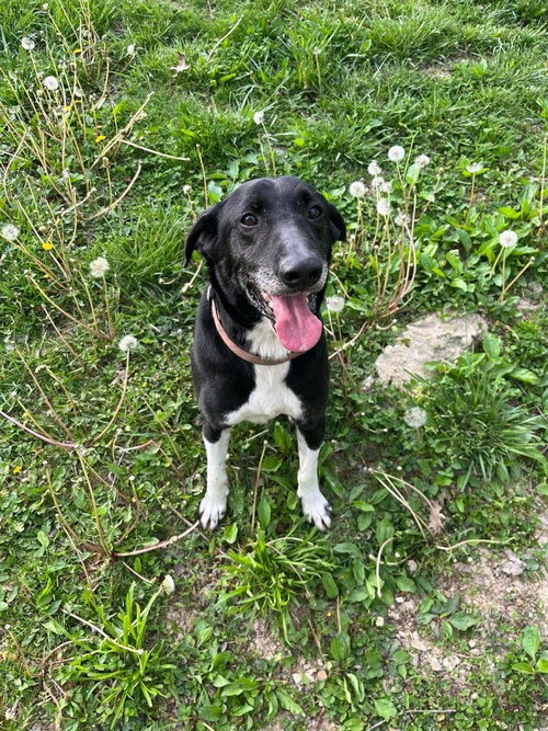Joe, a dog for adoption from Ripley County Humane Society