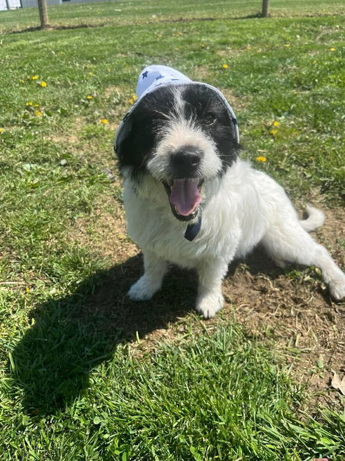 Boyd, an adoptable Terrier in Osgood, IN