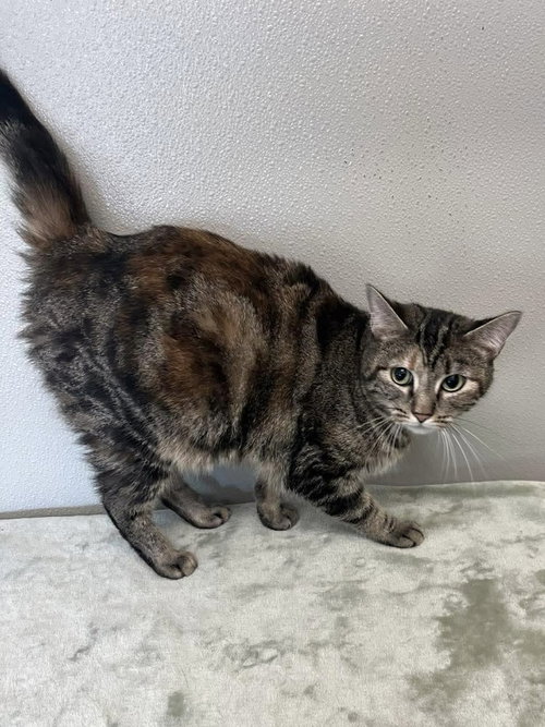 Cynthia, Adult Domestic Short Hair, cat for adoption in Covington, Kentucky