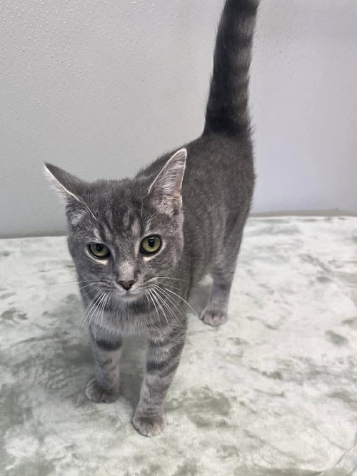 Buttons, an adoptable Domestic Short Hair in Osgood, IN