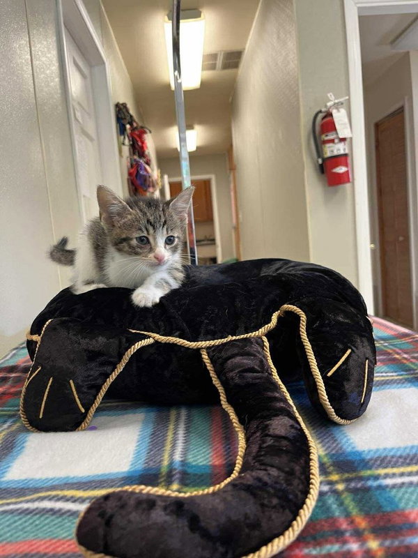 Halloween Kitties : Cobweb