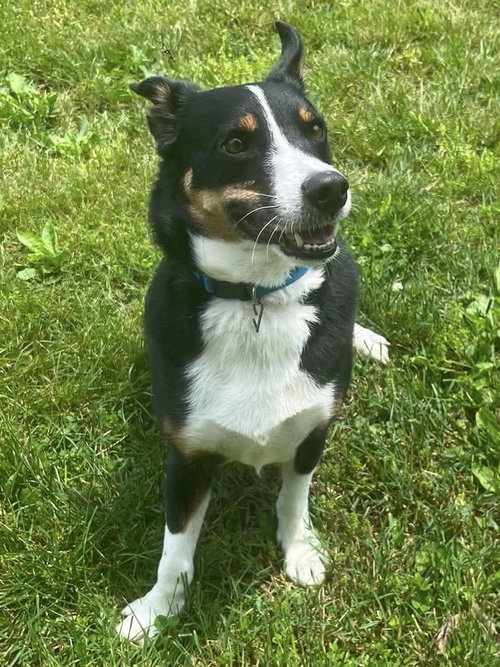 Archer, an adoptable Corgi in Osgood, IN