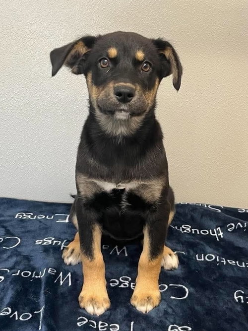 Ava, an adoptable Husky in Osgood, IN