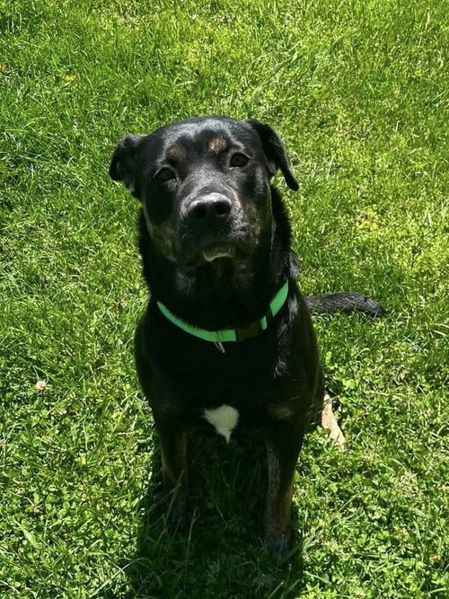 Tesla : Willow