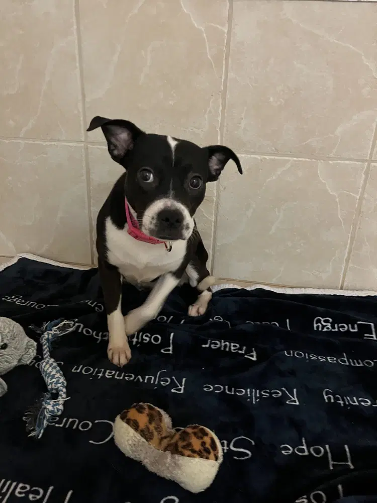 Suzie - Boston Terrier