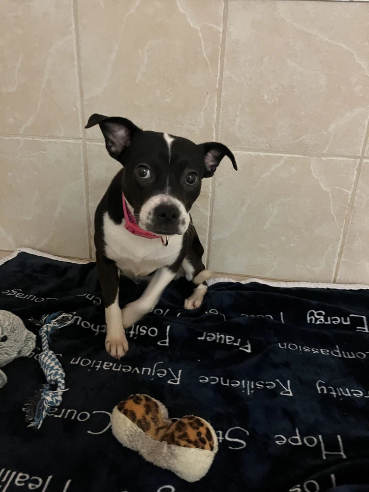 Suzie